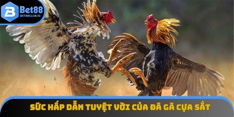 Sức hấp dẫn tuyệt vời của đá gà cựa sắt